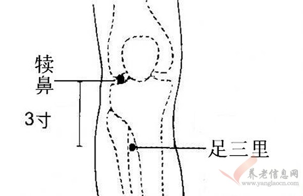 足三里穴（見上圖）及帶脈穴可預防或改善便秘