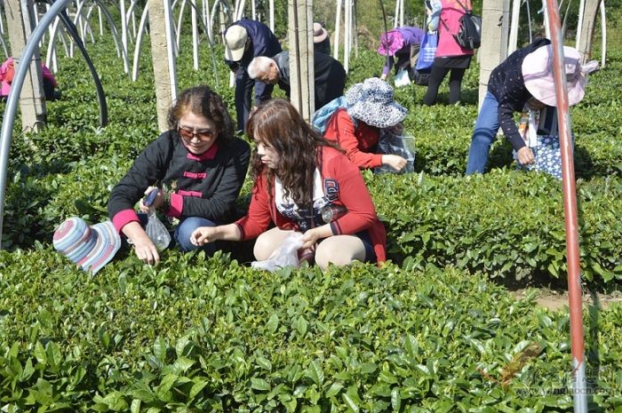 泰安市：泰山區(qū)老年大學(xué)學(xué)員“采茶踏青 樂在其中”