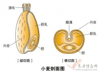 常吃小麥胚芽，可抗衰老、增進人體免疫力！