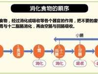 有人吃多少都不會(huì)胖 而有人則相反，什么原因？