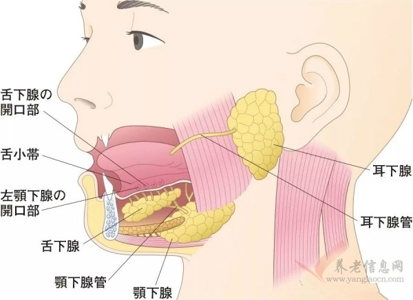 婷婷講介護 | 飲食介護相關的身心技能以及護理常識