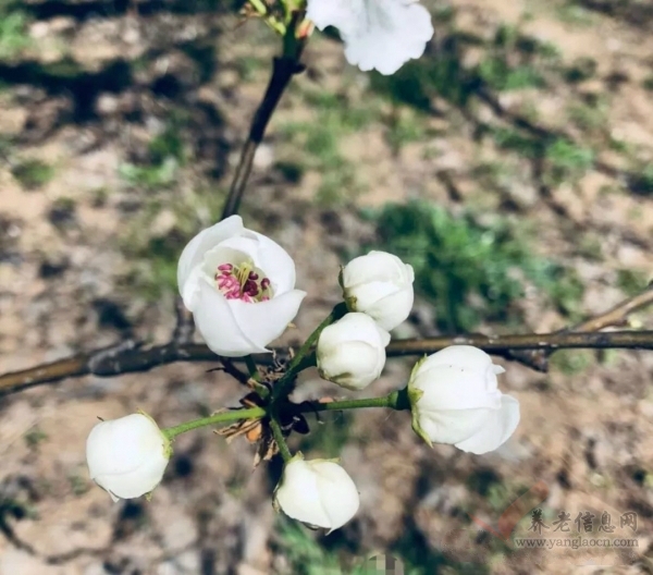 豐縣夕陽樂養(yǎng)老院志愿者走進豐縣梨花節(jié)