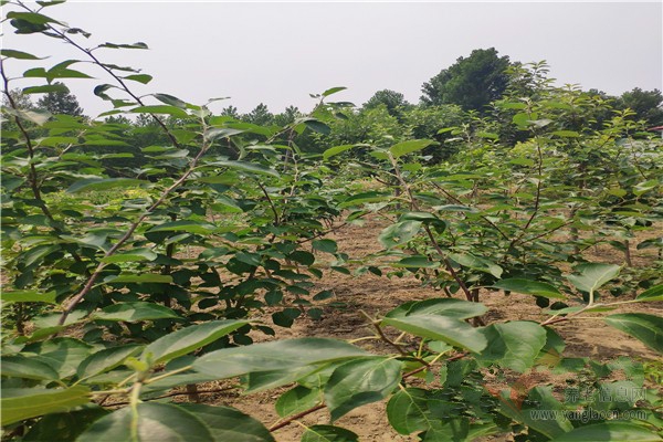 在北京老年人住在居民養(yǎng)老院的好處