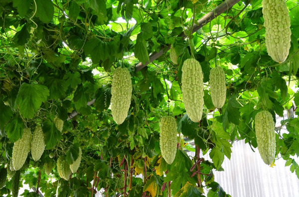 夏季吃苦瓜等蔬菜 消暑促進(jìn)食欲