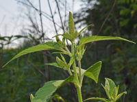 夏天吃莧菜、蕹菜消暑、清熱、開胃