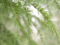 雨水遇元宵 全年沒“三高”