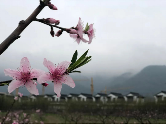 大愛城控股丨又是一年春好時(shí)，大愛書院小鎮(zhèn)風(fēng)光正當(dāng)季