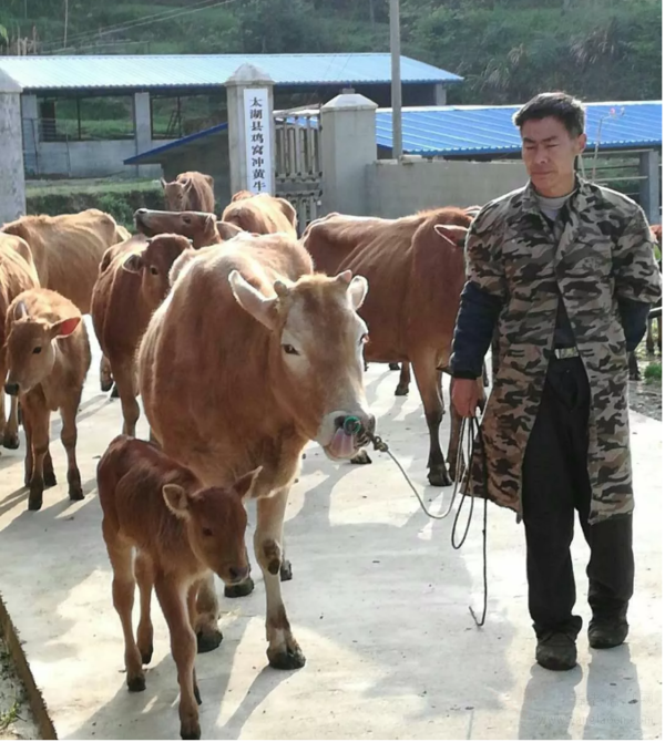 老書記養(yǎng)牛助力脫貧攻堅