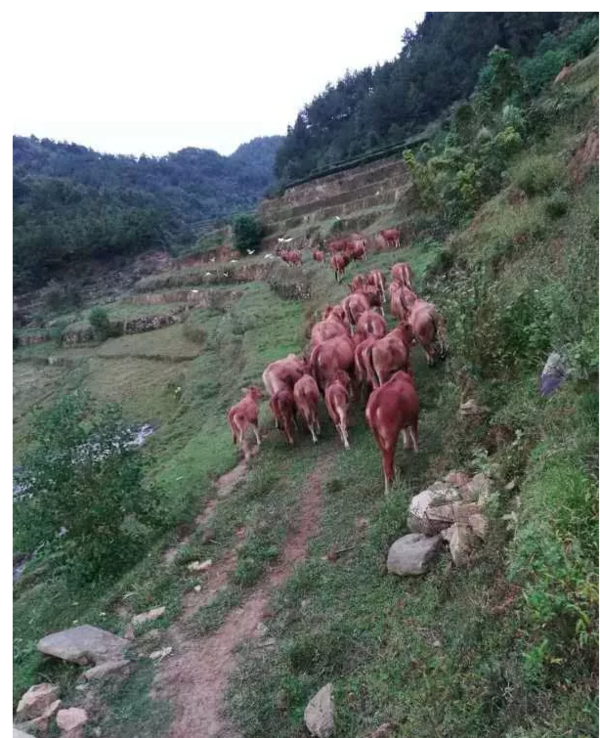 老書記養(yǎng)牛助力脫貧攻堅