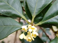 雨量充沛 桂花芳香