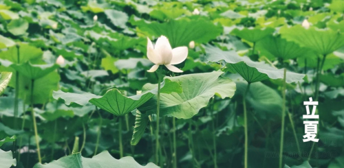 立夏有感