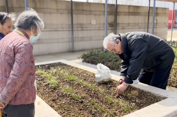 在泰康之家·楚園種菜、收菜的李叔叔