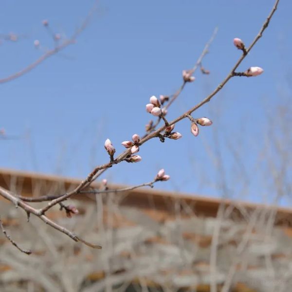 沈陽泰康之家沈園——春季園內(nèi)實(shí)景圖