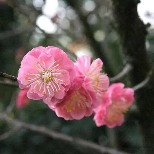 成都泰康之家蜀園——春季園內實景圖