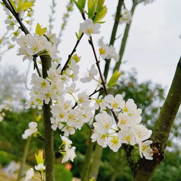 成都泰康之家蜀園——春季園內實景圖