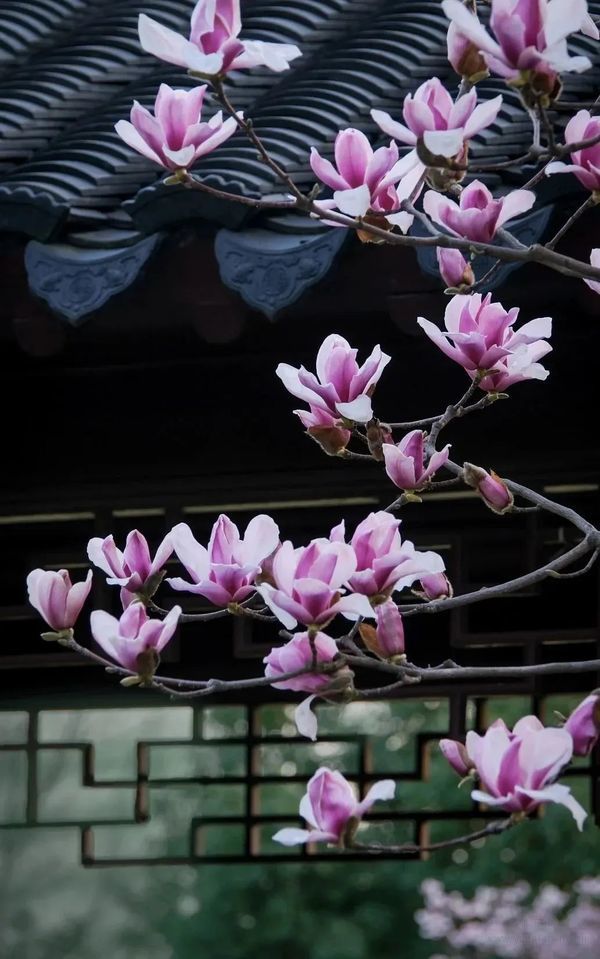 蘇州泰康之家吳園——春季園內(nèi)實景圖