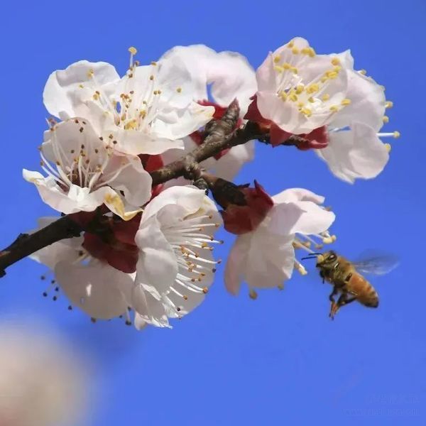 成都泰康之家蜀園——春季園內實景圖