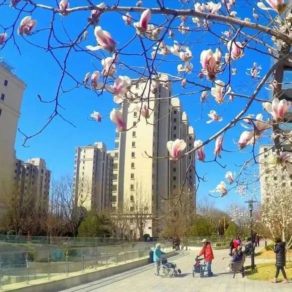 北京泰康之家燕園——賞春景