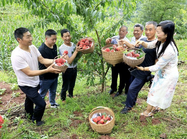 巫山縣老科協(xié)助力鄉(xiāng)村振興初見成效