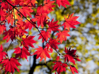 重陽賞紅葉（三首）