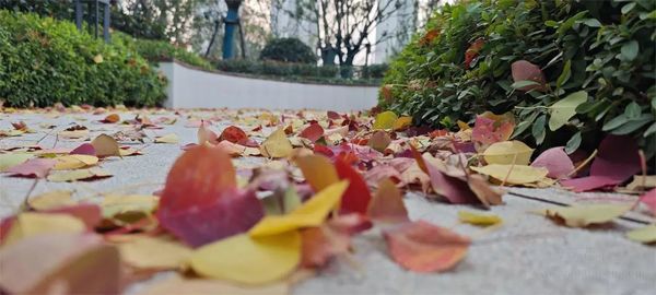 泰康之家徽園：冬日暖陽下的獨特美景等你來發(fā)現(xiàn)