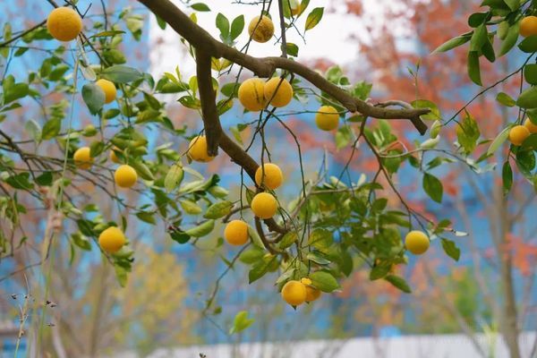 泰康之家徽園：冬日暖陽下的獨特美景等你來發(fā)現(xiàn)