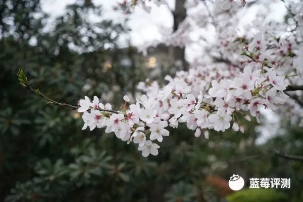 走進泰康之家楚園：養(yǎng)老新體驗，生活每一天都是春天