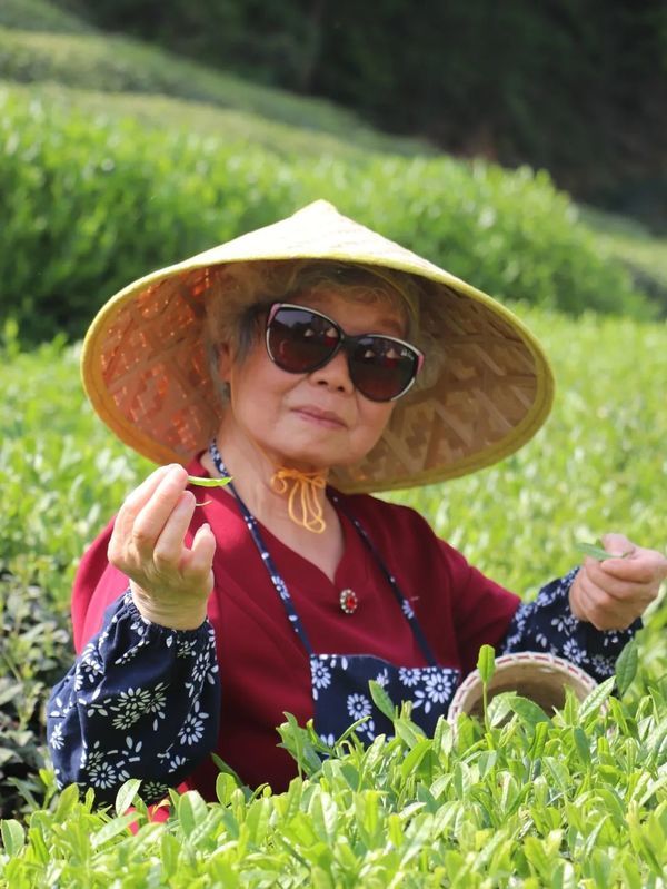 茶香里的幸福：大清谷社區(qū)的非遺采茶之旅，溫暖心靈的季節(jié)之約