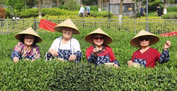 茶香里的幸福：大清谷社區(qū)的非遺采茶之旅，溫暖心靈的季節(jié)之約