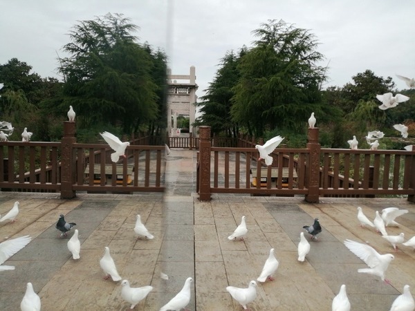 【紀實游記報告文學】走進常州市中華孝道園等景點，歡享大自然美景的人們