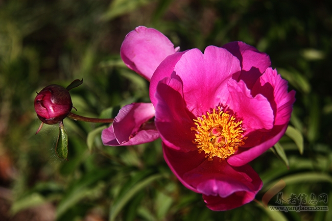 扎蘭屯市芍藥花怒放游人“聞香踏來”【組圖】