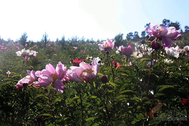 扎蘭屯市芍藥花怒放游人“聞香踏來”【組圖】